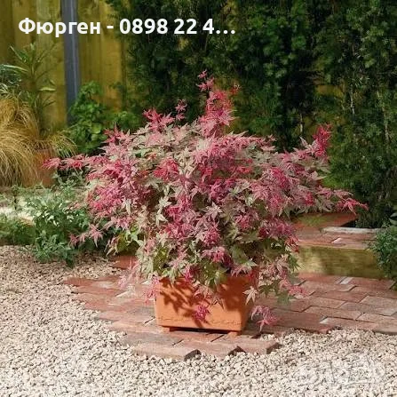 Ацер „Бени-Майко“ (Acer palmatum 'Beni-maiko') – Японски японски клен, снимка 5 - Разсади - 55530367