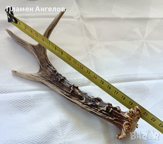 Рог от сръндак. Еленски рог. , снимка 6 - Декорация за дома - 54307787