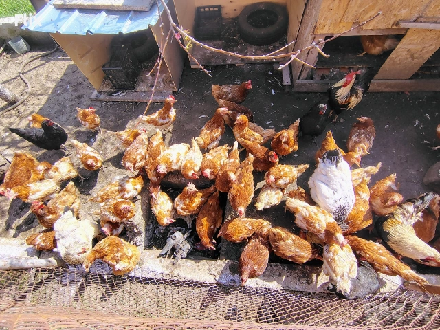 кокошки, снимка 2 - Кокошки и пуйки - 54252198