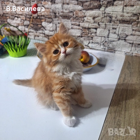 Персийски котета, снимка 6 - Персийска - 53958055