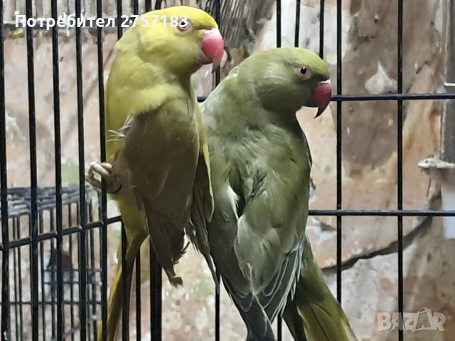 продавам папагали малак александар , снимка 4 - Папагали - 54573874