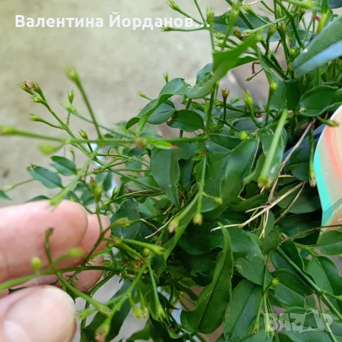 ароматен жасмин , снимка 2 - Стайни растения - 54689608