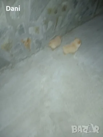 Mini Pomeran sladyri, снимка 3 - Померан - 55631937