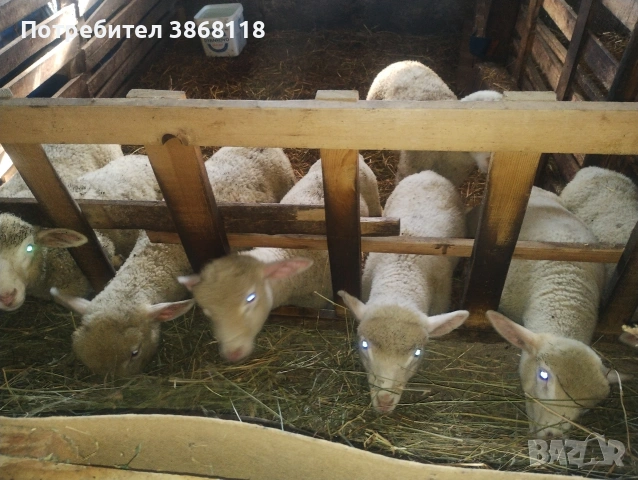 Продавам 5 овце и 5 агнета, снимка 2 - Овце - 54563409