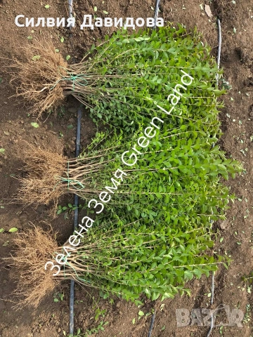 Лигуструм за жив плет 