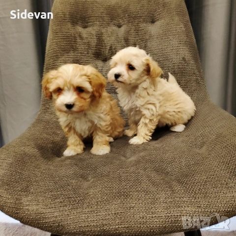 Малтипу , снимка 2 - Болонка - 54302461