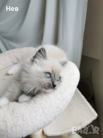 Ragdoll рагдол/регдол  котe , снимка 5 - Други - 51000590