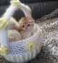 Шотландски Бебчета, снимка 1