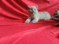 Британски сини късокосмести котенца търсят своите нови домове, снимка 6