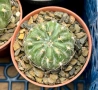 Кактус  Matucana Polzii, снимка 10
