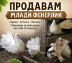 Продавам зеброви амадинки и гълъби , снимка 2