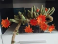 Кактус , снимка 1