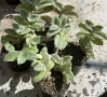Сукулент Tradescantia sillamontana растение , снимка 5