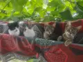 Подарява котенца-котки, снимка 1