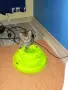 Британско коте таби, снимка 16