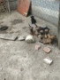 Белгийски овчарки, снимка 1