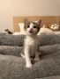 Котенца си търсят дом!, снимка 1