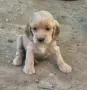 Английски кокер шпаньол, снимка 2