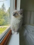 Ragdoll рагдол/регдол мъжко котe , снимка 2