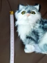 Реалистично коте, плюшена играчка имитираща котка, снимка 7