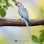 * 🦜 Малки Александри – топ качество и селекция, снимка 4