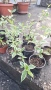 Продавам декоративни храсти Вейгела   , снимка 9