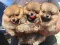Померани Померанчета, снимка 3