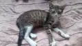 Подарявам добри котета,на добри хора., снимка 4