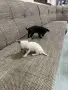 чихуахуа......., снимка 2