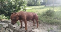 Американски питбул териер ,,Ред ноус''(American pitbull terrier Red nose), снимка 7