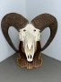 Трофеи от муфлони, снимка 11