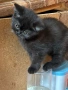 Малки шотландски котенца , снимка 5