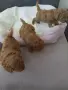 Сладки кученца Пуделчета, снимка 2