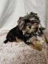 Йоркширски териер , снимка 5