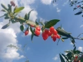 Продавам пресен плод годжи бери, снимка 8