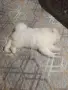 Померан  момченце, снимка 6