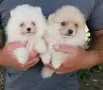 Кученца померан, снимка 2