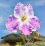 Saintpaulia Сейнтполия Сентполия African Violet Aфриканска теменужка стайна теменужка Фiалка цветя, снимка 1