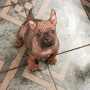 Chongqing Dog китайски булдог , снимка 5