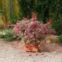 Ацер „Бени-Майко“ (Acer palmatum 'Beni-maiko') – Японски японски клен, снимка 5