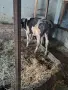 3 женски 1 мъжко породисти, снимка 3