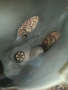 Ретро притивогаз, снимка 5
