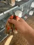 Мексикански чинки, снимка 4