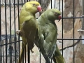 продавам папагали малак александар , снимка 4