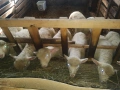 Продавам 5 овце и 5 агнета, снимка 2