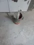 Лейка старинен модел метална , снимка 2
