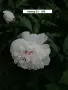 Тревисти божури корени, снимка 4