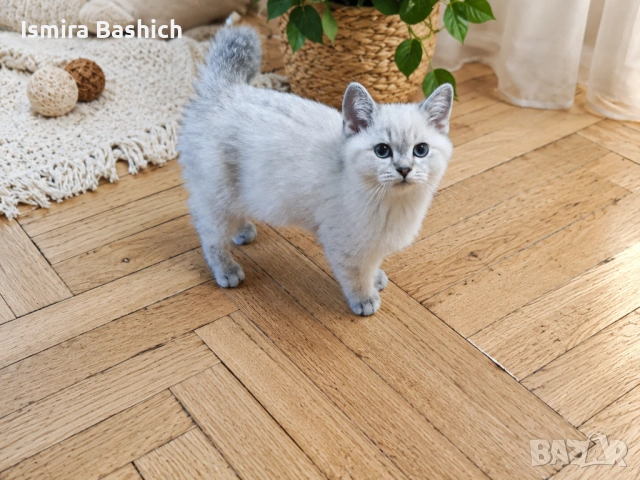 Сребърни британчета 