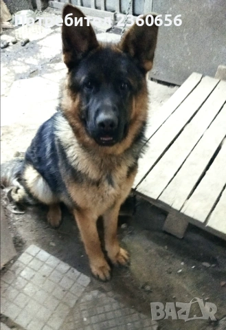 Немска овчарка мъжко куче