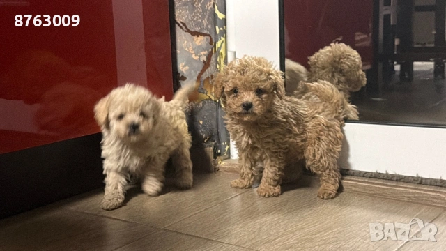 Пудел той, снимка 5 - Пудели - 54230934